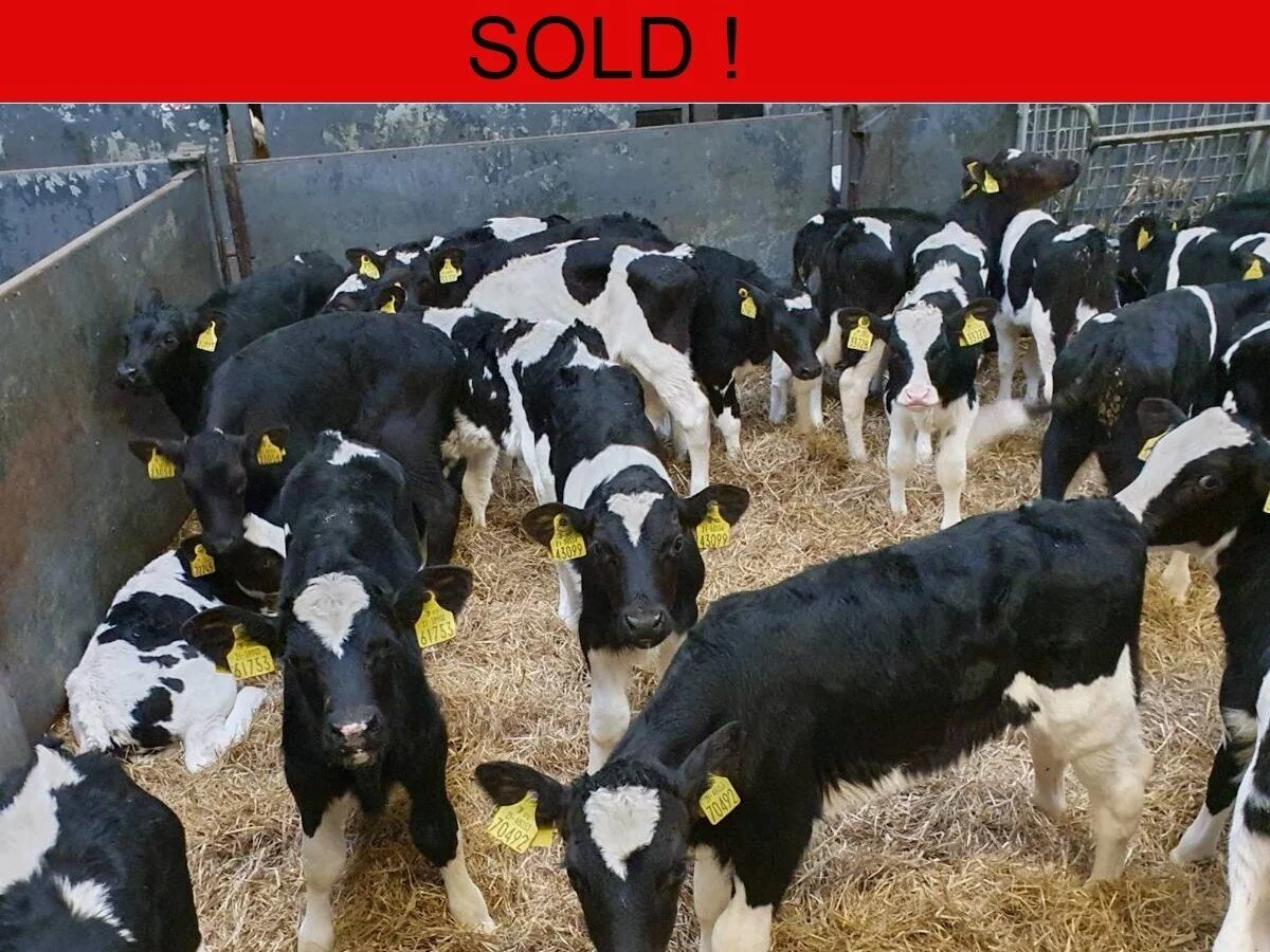 Sixty Friesian Bull Calves 