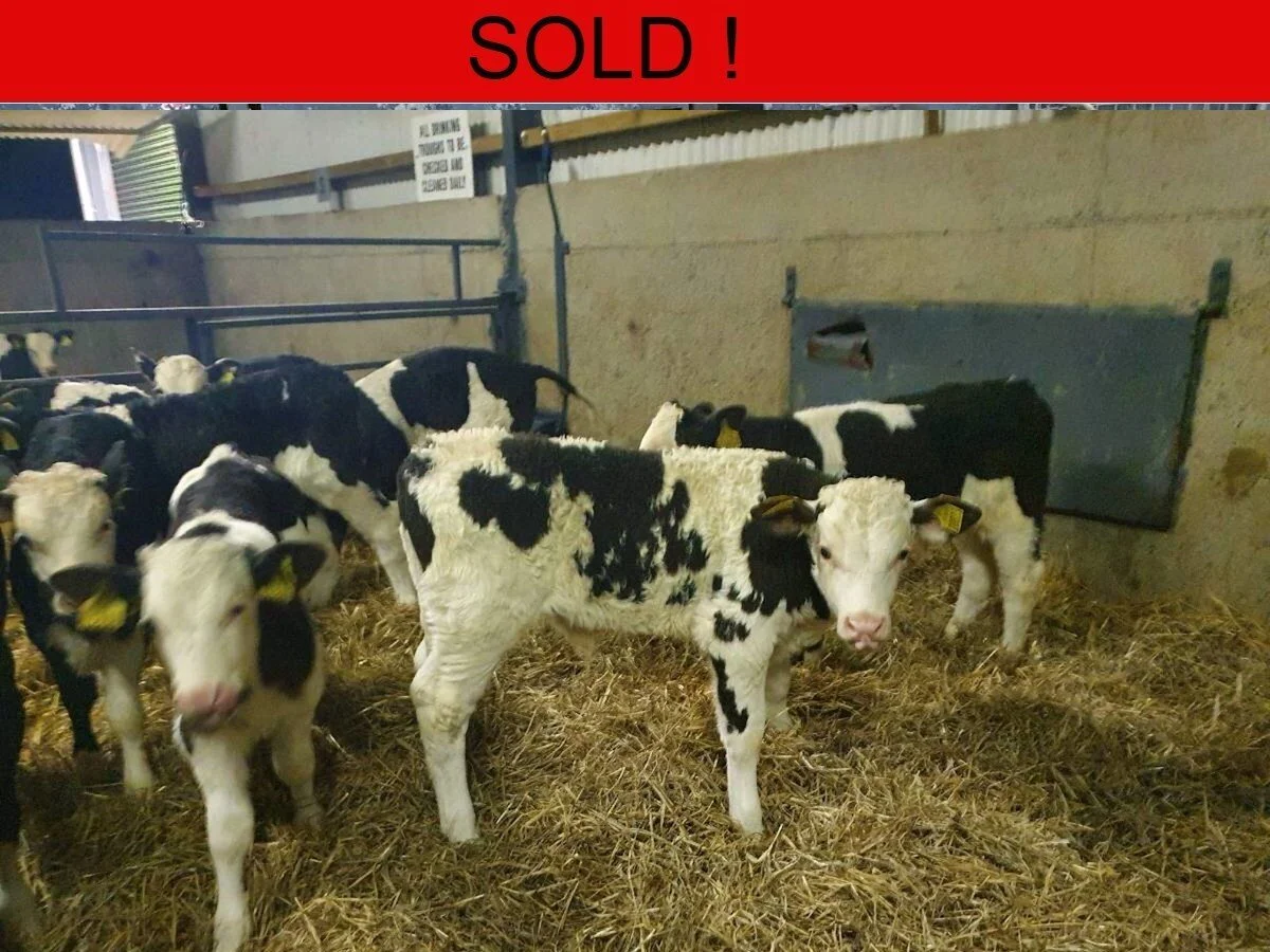 Ten Outstanding Limousine Calves 