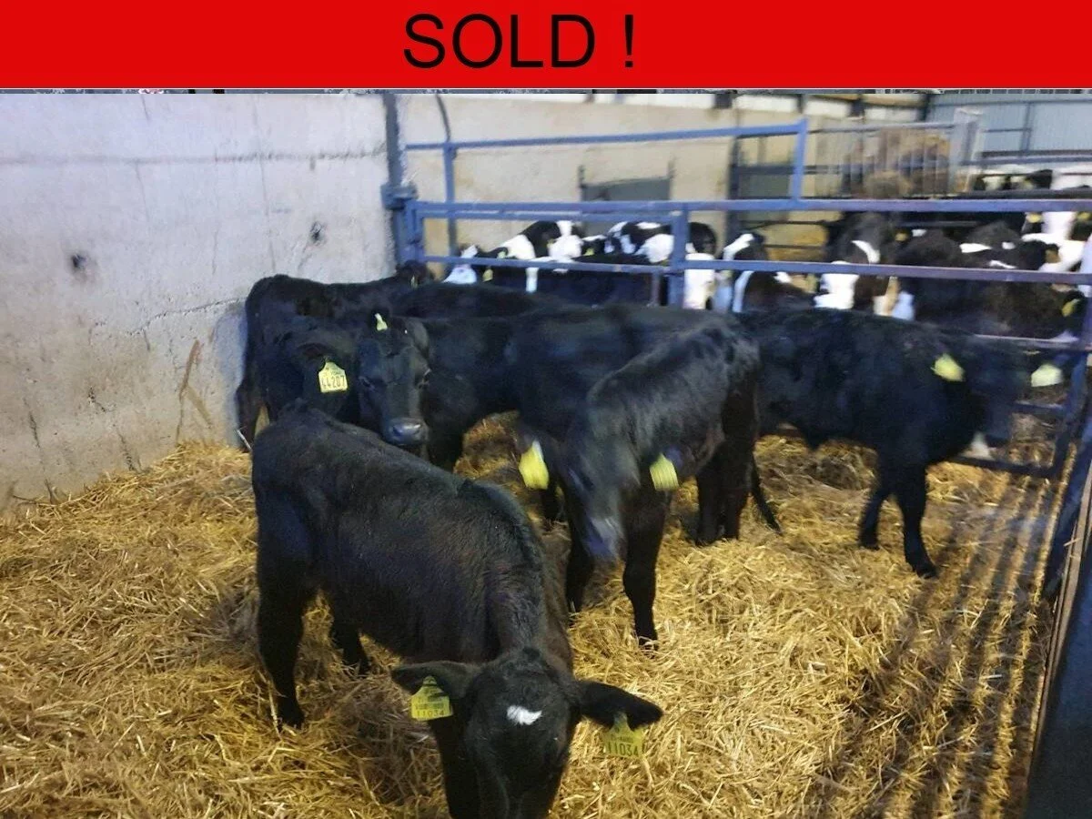 Eight Quality Simmental Heifers 