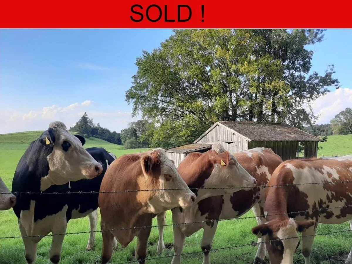 Twenty Fleckvieh Cross Incalf Heifers 