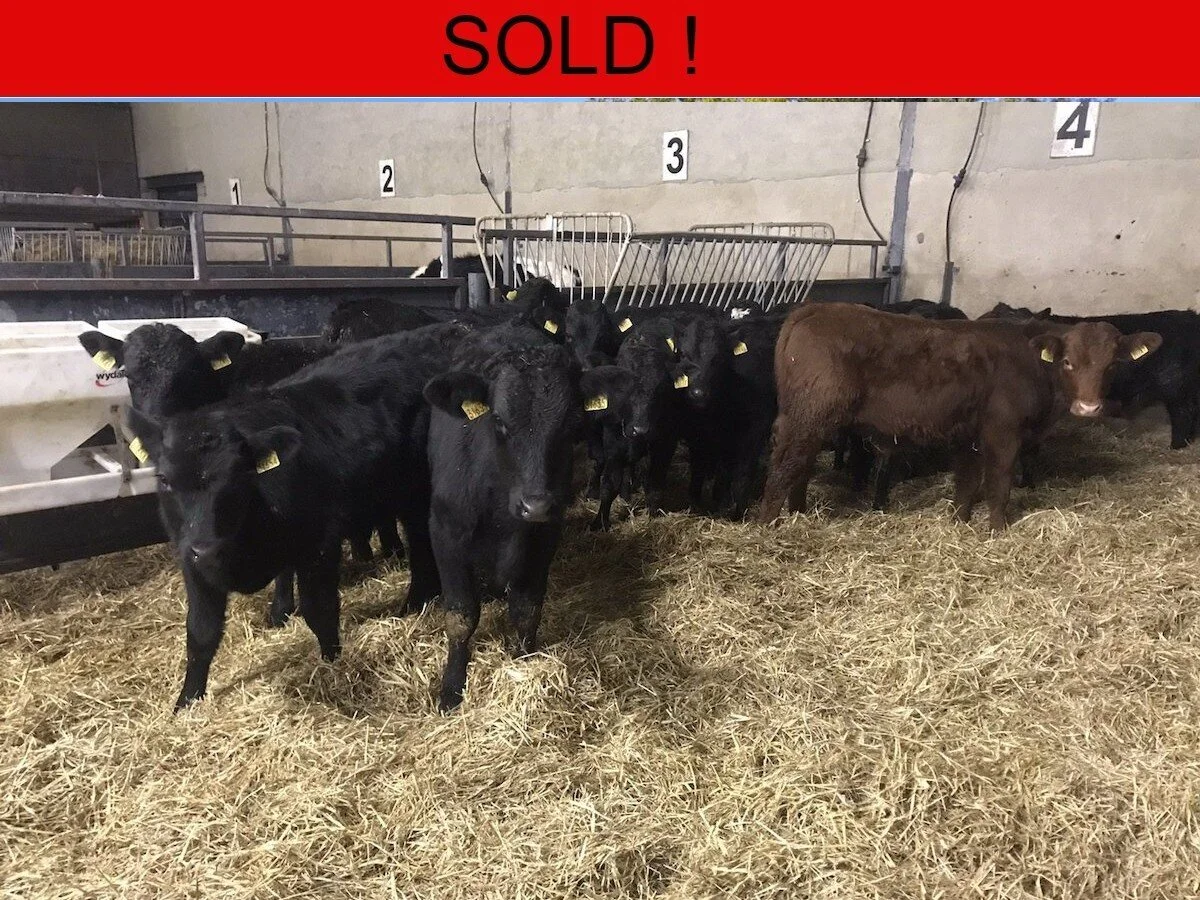 Fourteen Limousine Bulls 