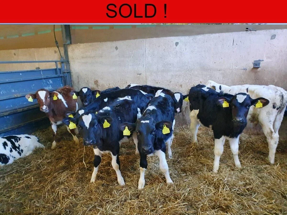 Twenty Freisian Bull Weanlings 