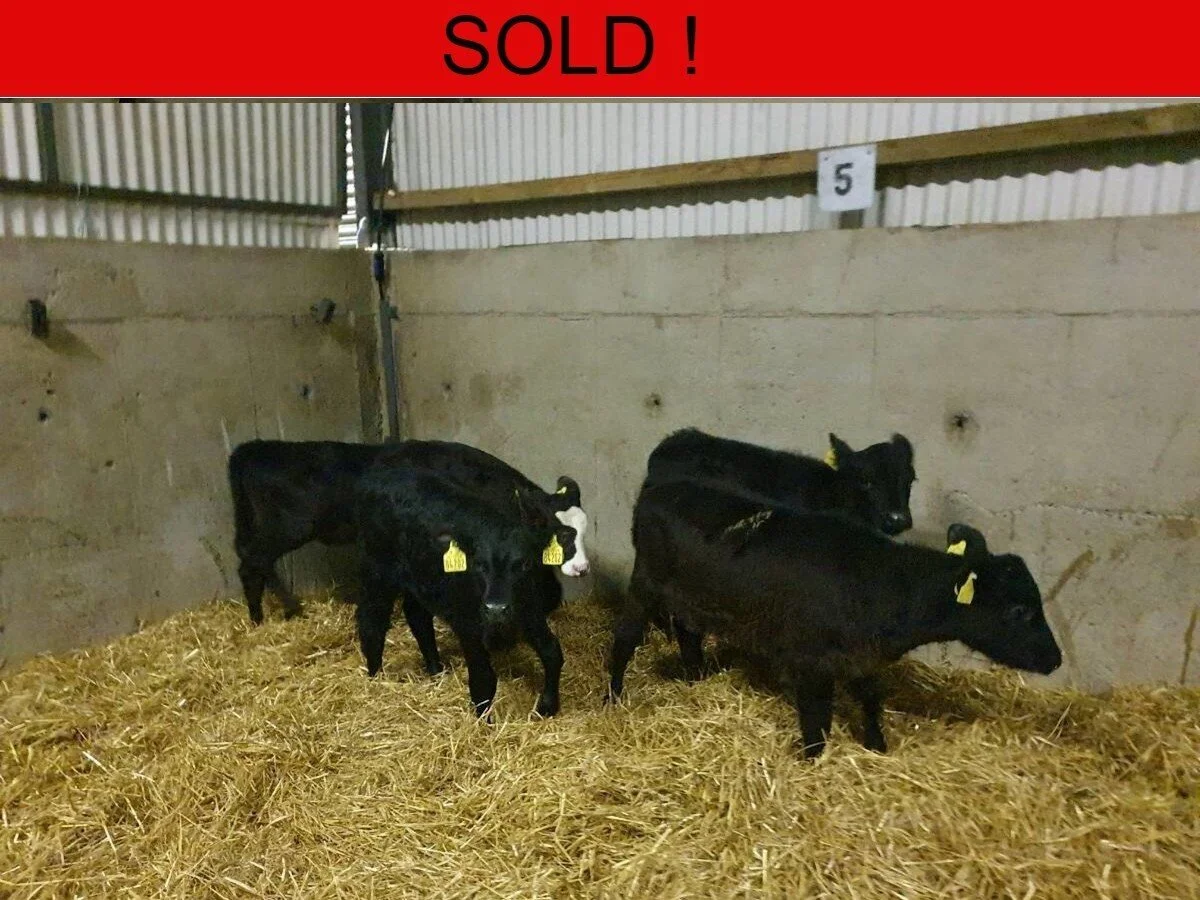 Five Strong Heifers Calves 