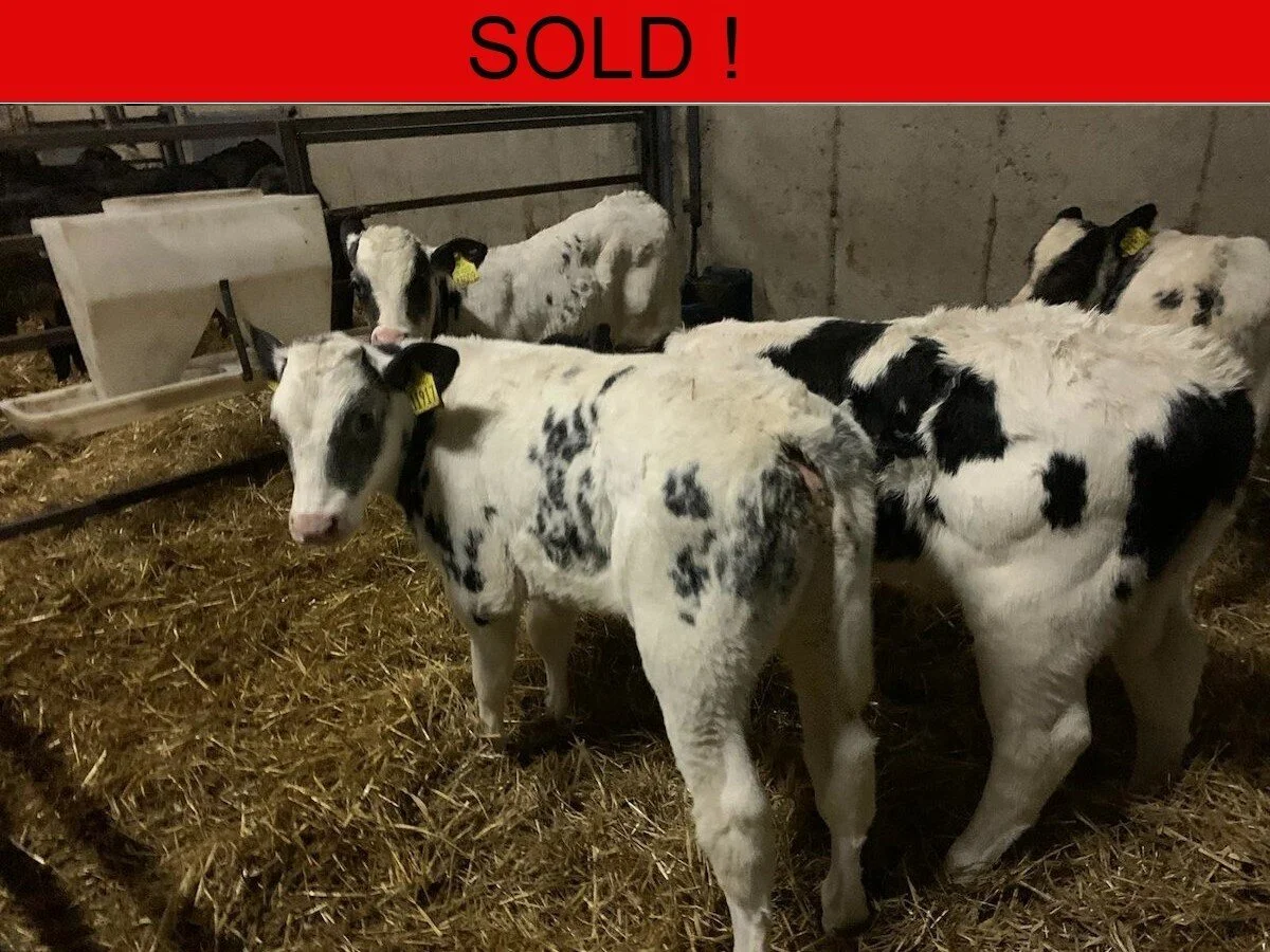 Six Quality Belgian Blues 