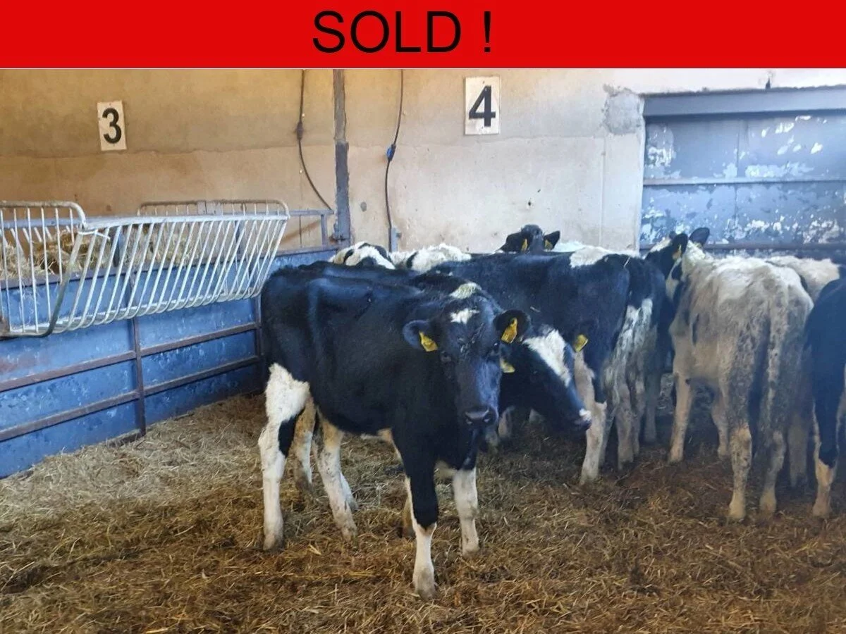 Twenty Five Holstein Frieisan Weanlings 