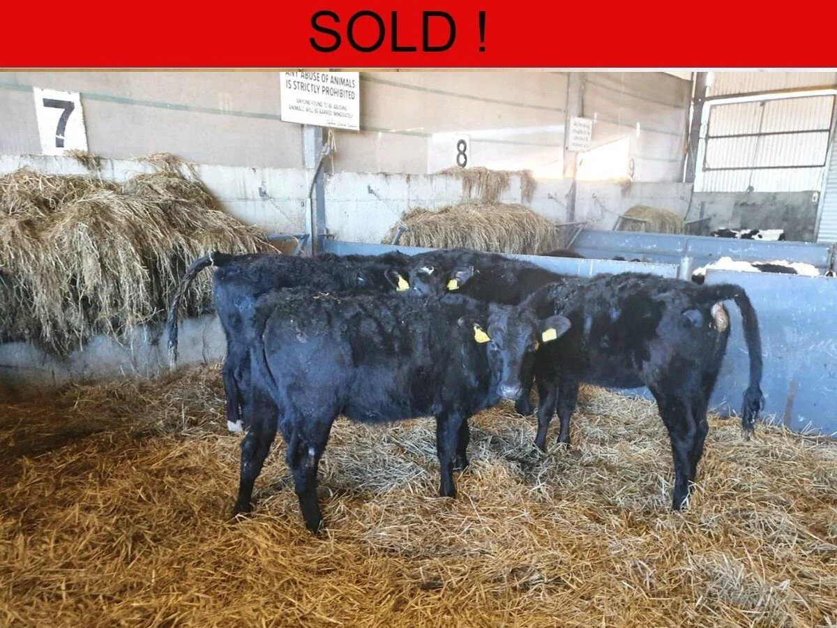 Five Continental Heifers 