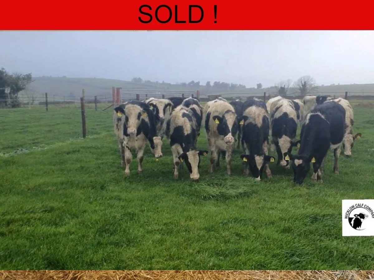 Twenty Five Friesian Heifers 