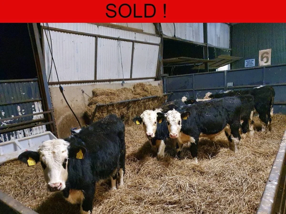 Five Hereford Bull Weanlings 