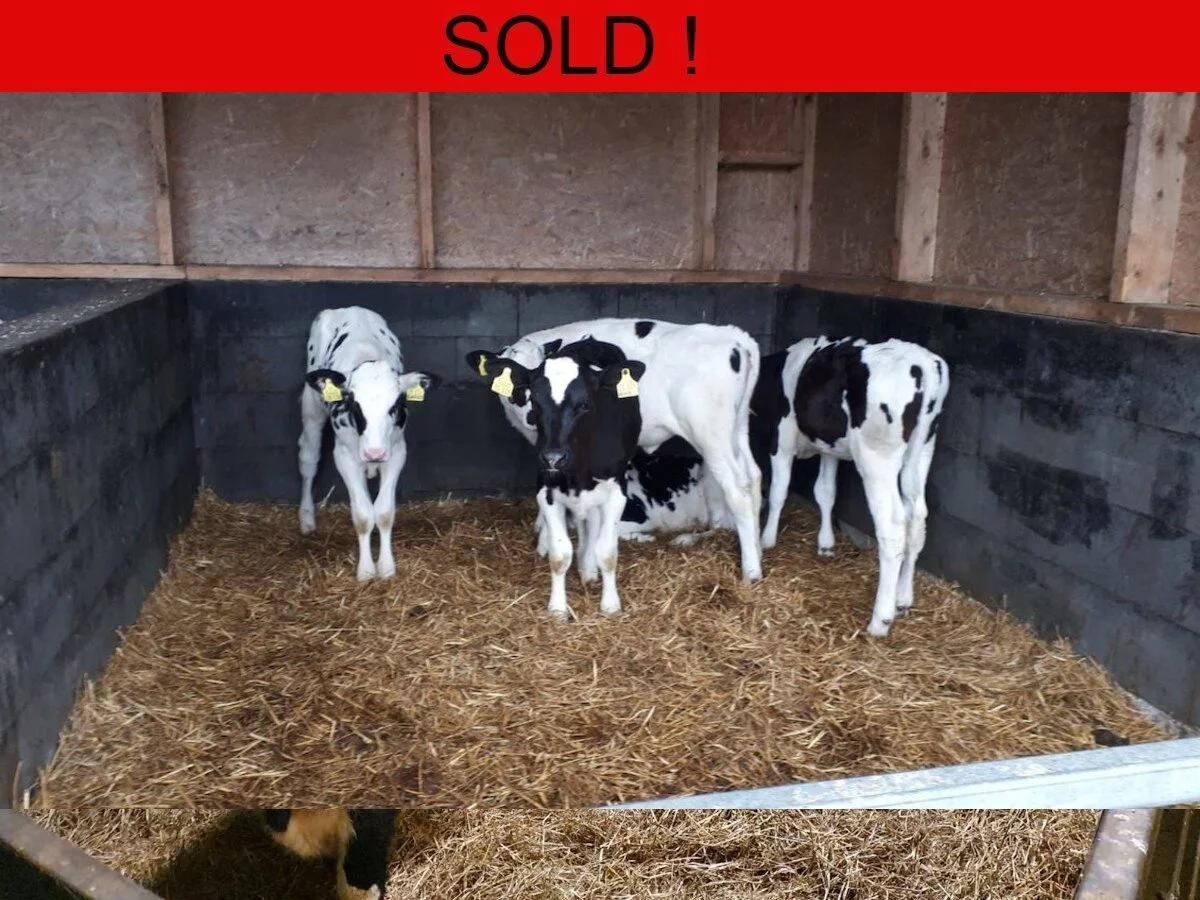 Eighty Holstein Heifers Caves