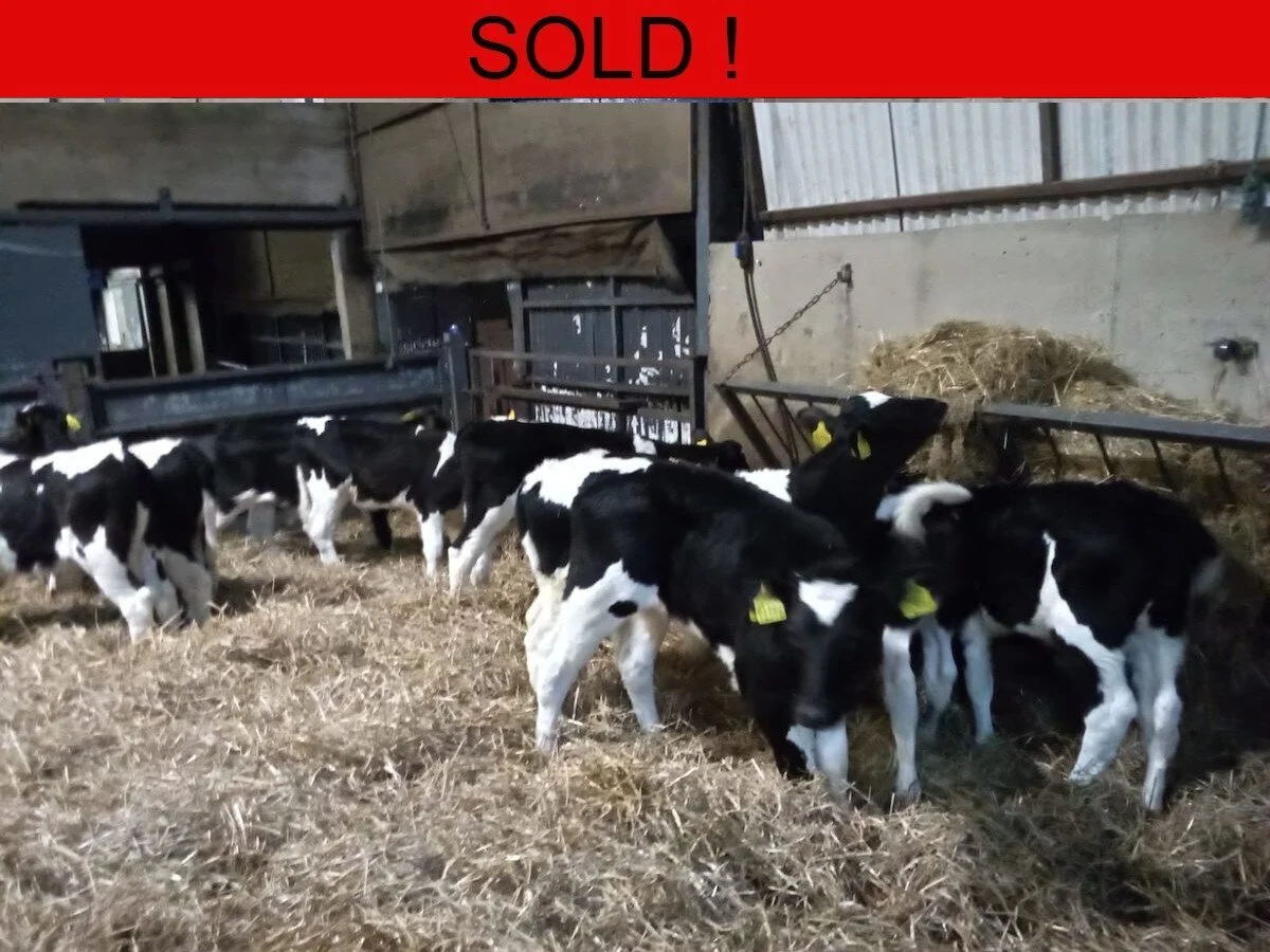 Fourteen Freisian Bulls 