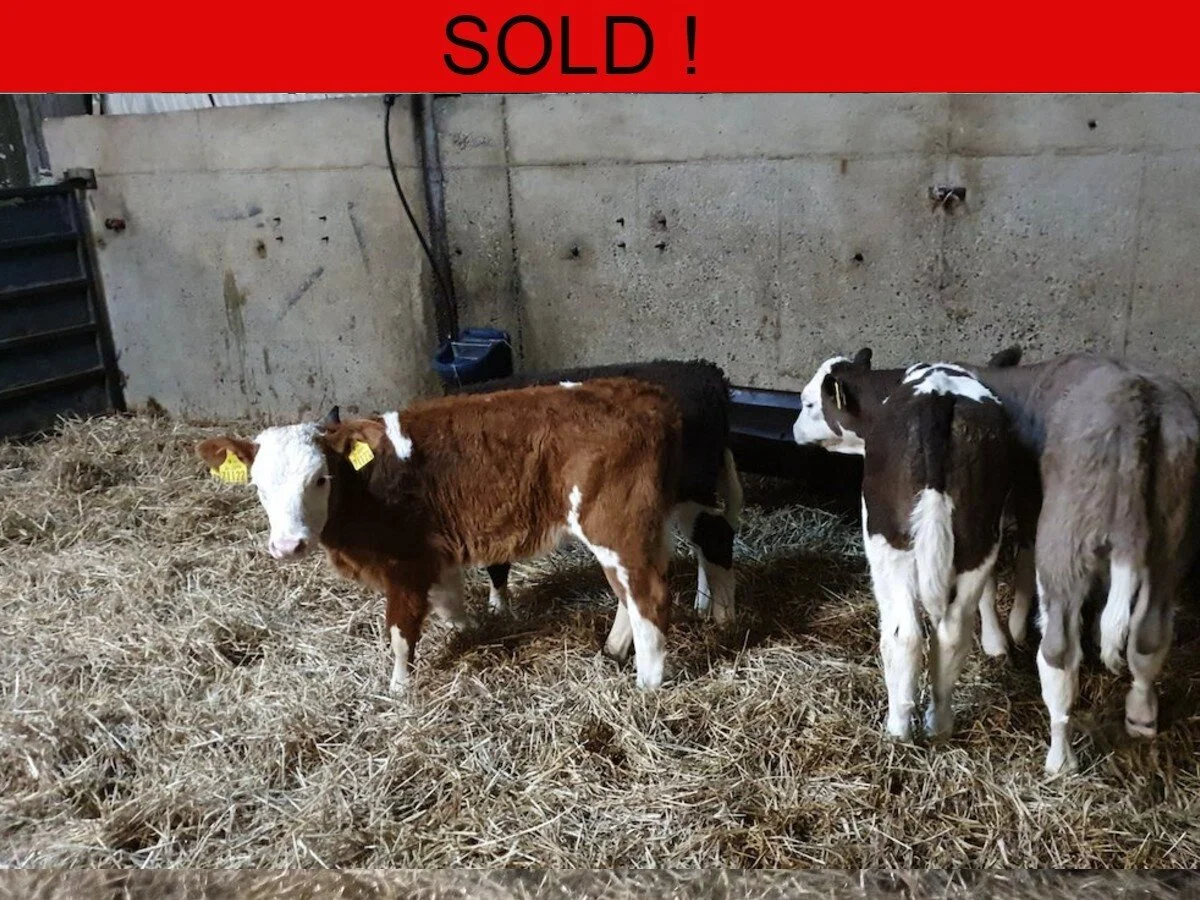 Five Quality Simmental Heifers 