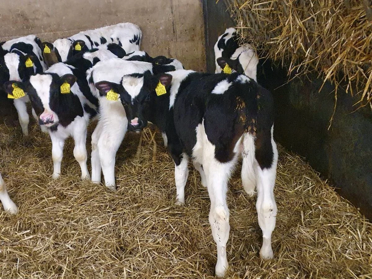 Fifteen Strong Frieisian Bulls 