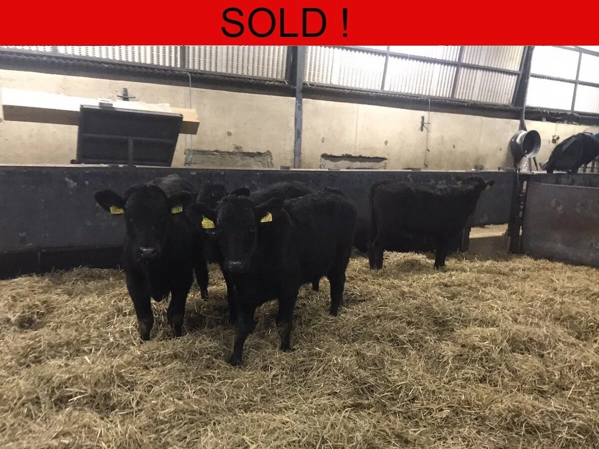 Four Quality Limousine Heifers 