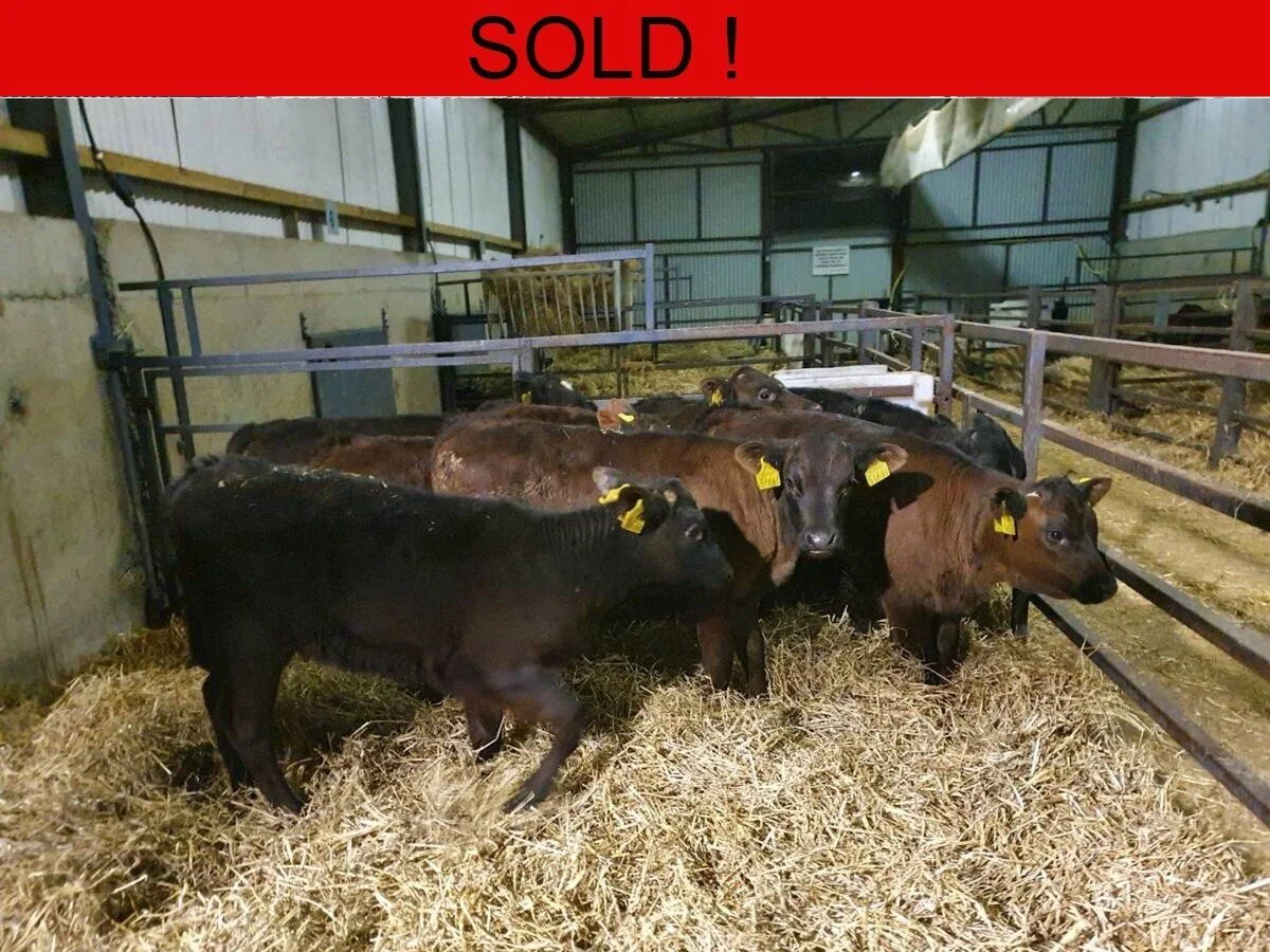 Nine Proper Limousine Calves 