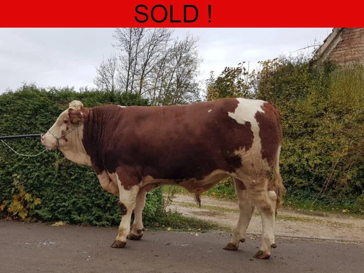 Pedigree Simmental Bulls 