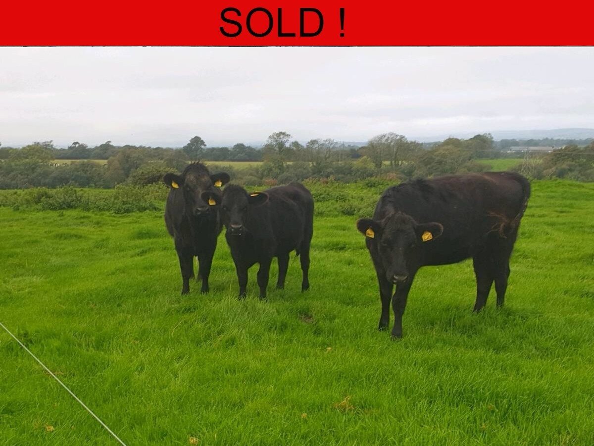 Five Aberdeen Angus Heifers 