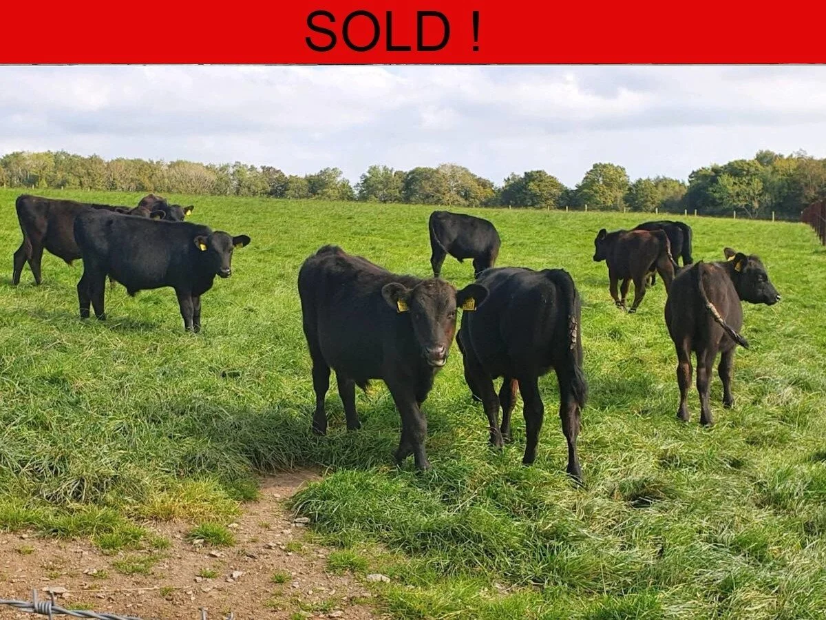 Ten Spring Born Angus Bulls 