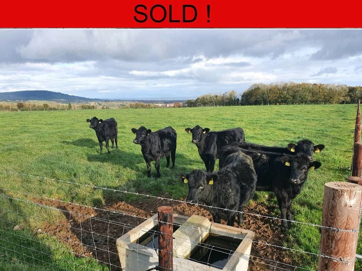 Six Aberdeen Angus Heifers  