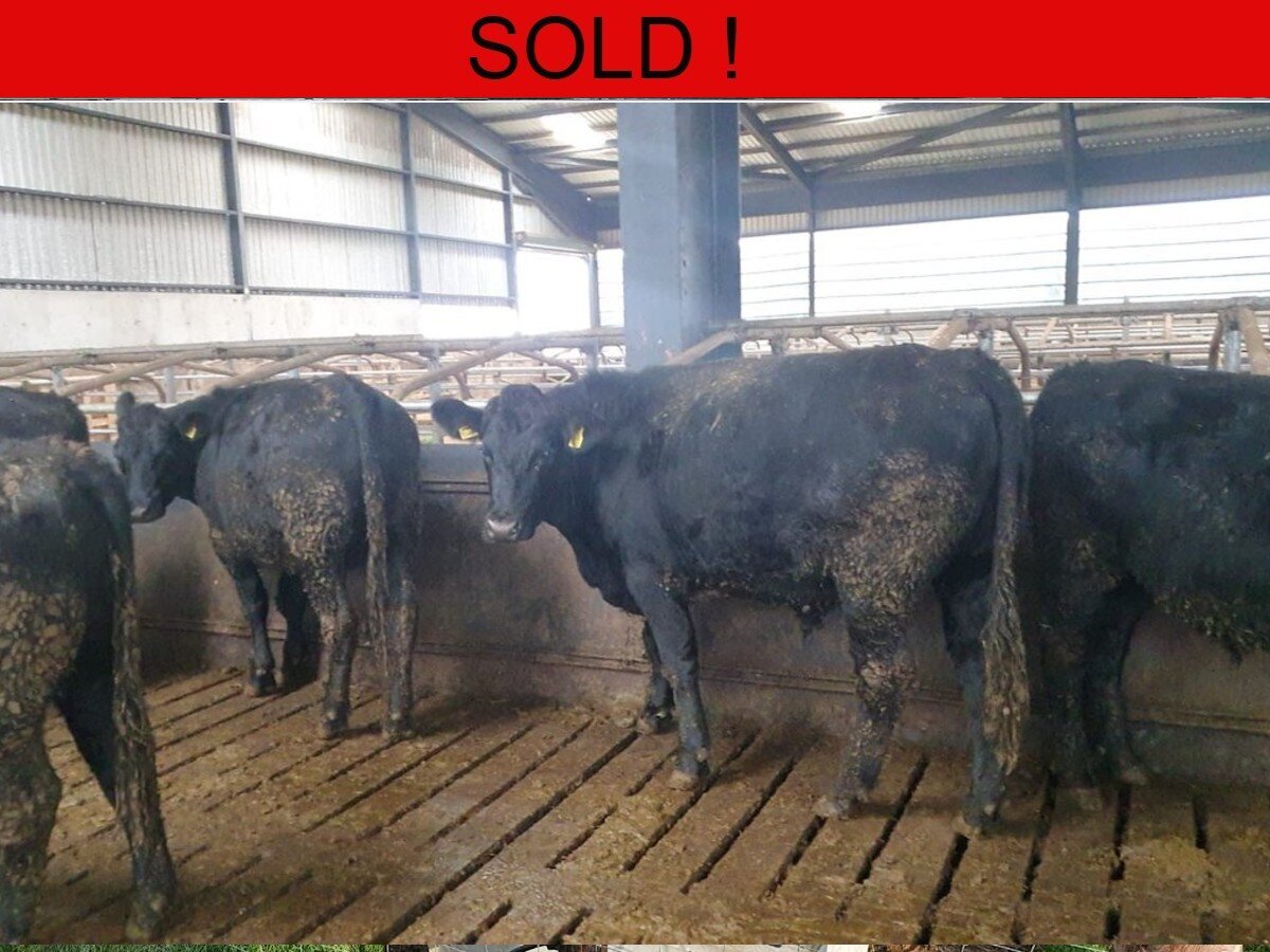 Fifty Angus Bullocks 