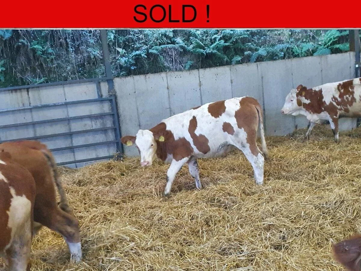 Seventy German Pedigree Fleckvieh Heifers 