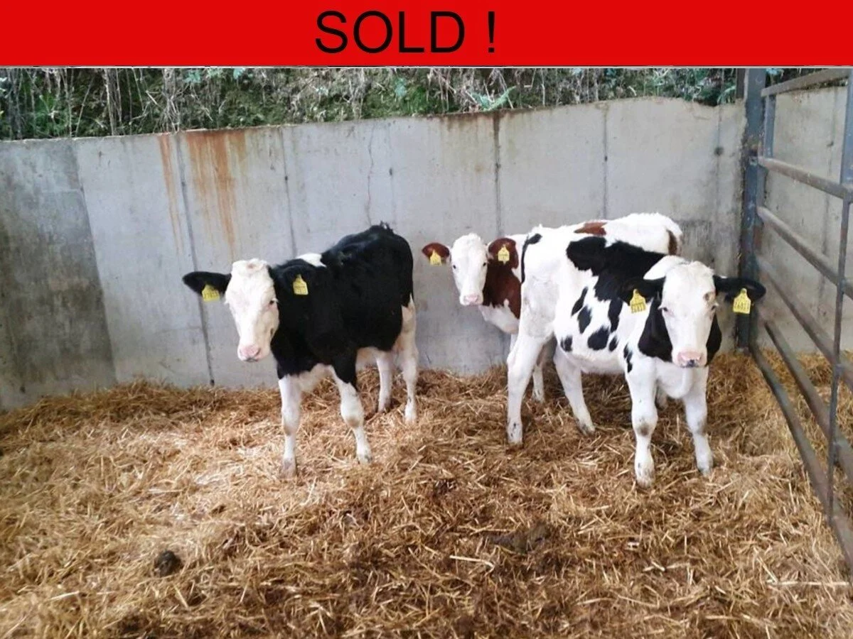 Twelve Fleckvieh Cross Heifers 