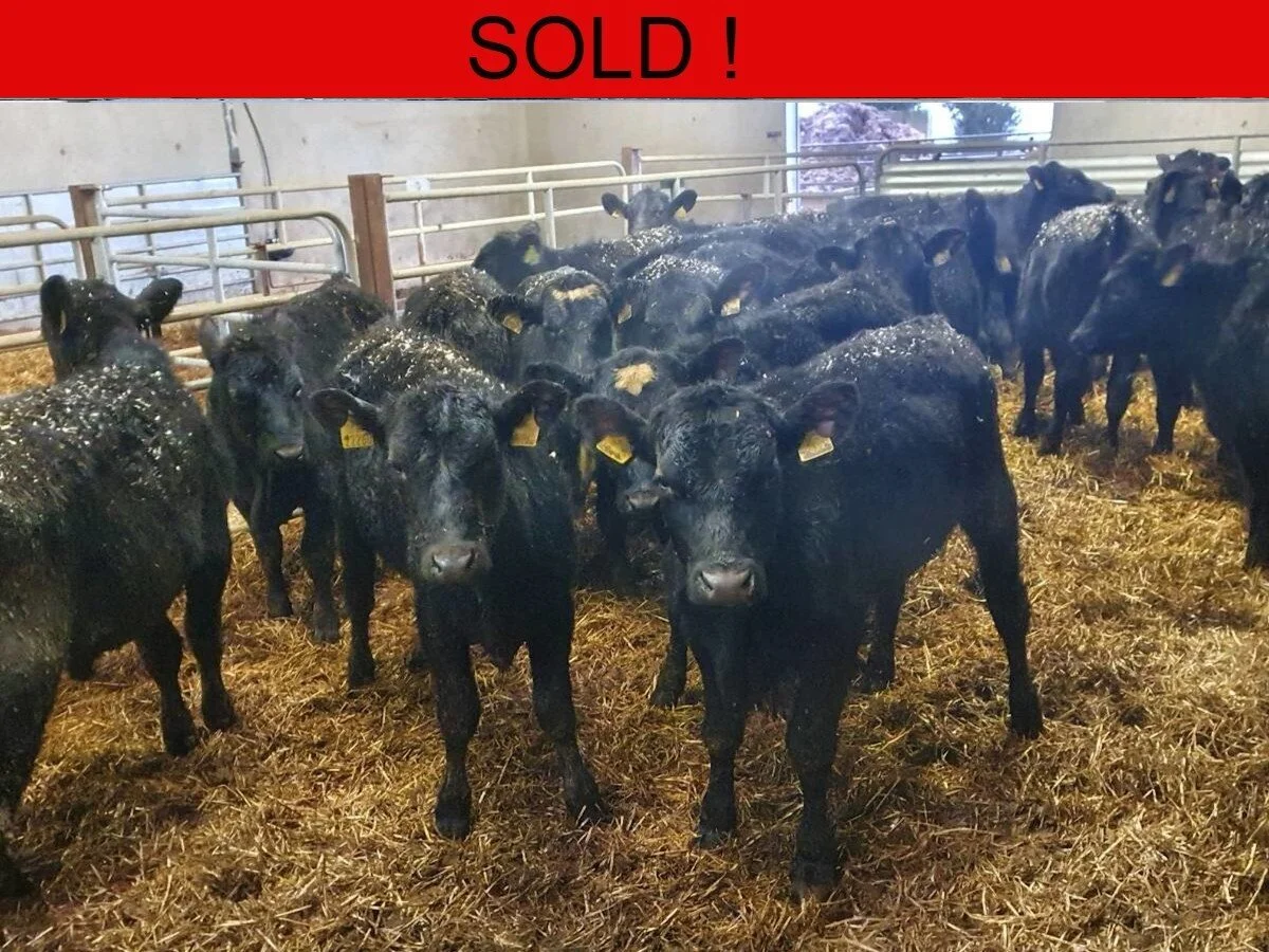 Twenty Six Aberdeen Bulls Weanlings 