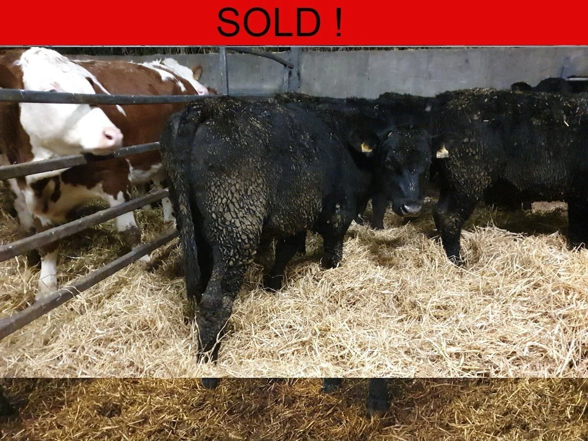 Twelve Aberdeen Angus Bull Weanlings