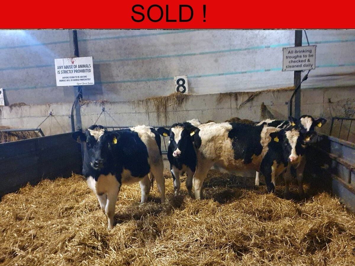 Four Maiden Friesian Heifers 