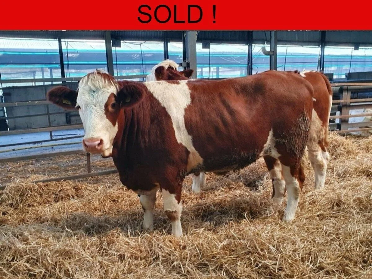 Ninety Pedigree Fleckvieh Heifers 