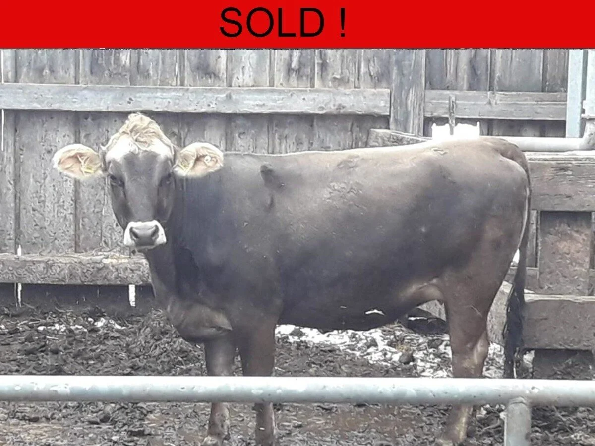 Fifteen Pedigree Brown Swiss Incalf Heifers 