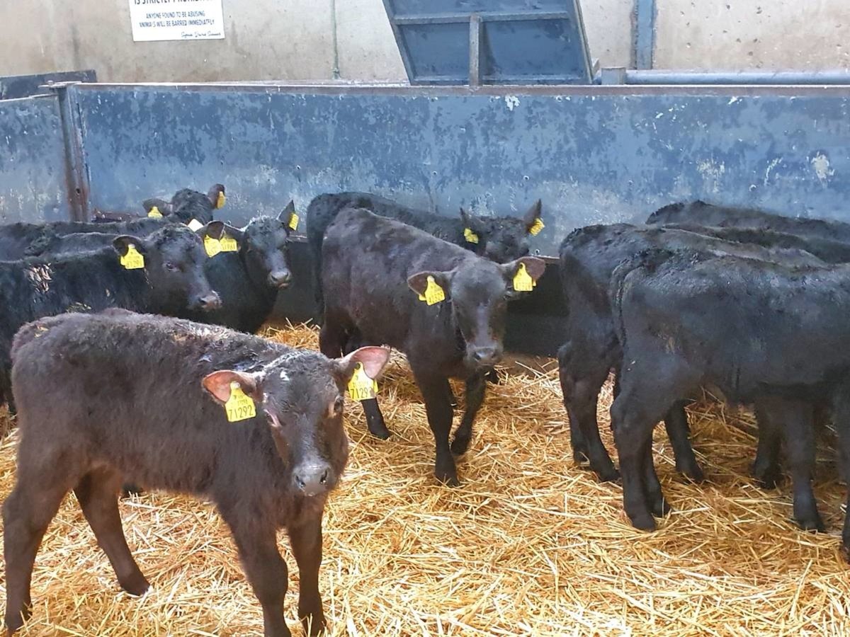 Twelve Quality Aberdeen Angus Bulls 