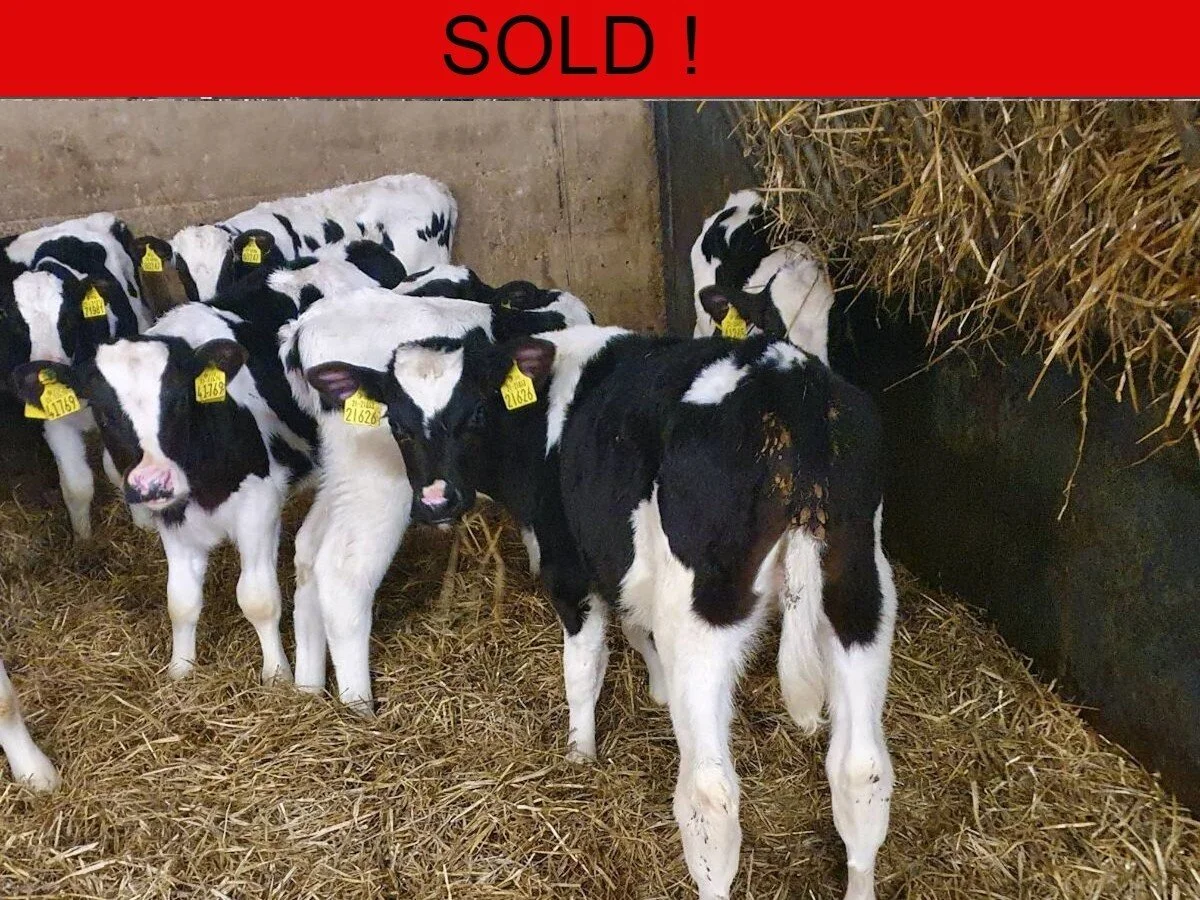 Fifteen Quality Friesian Bulls Calves 