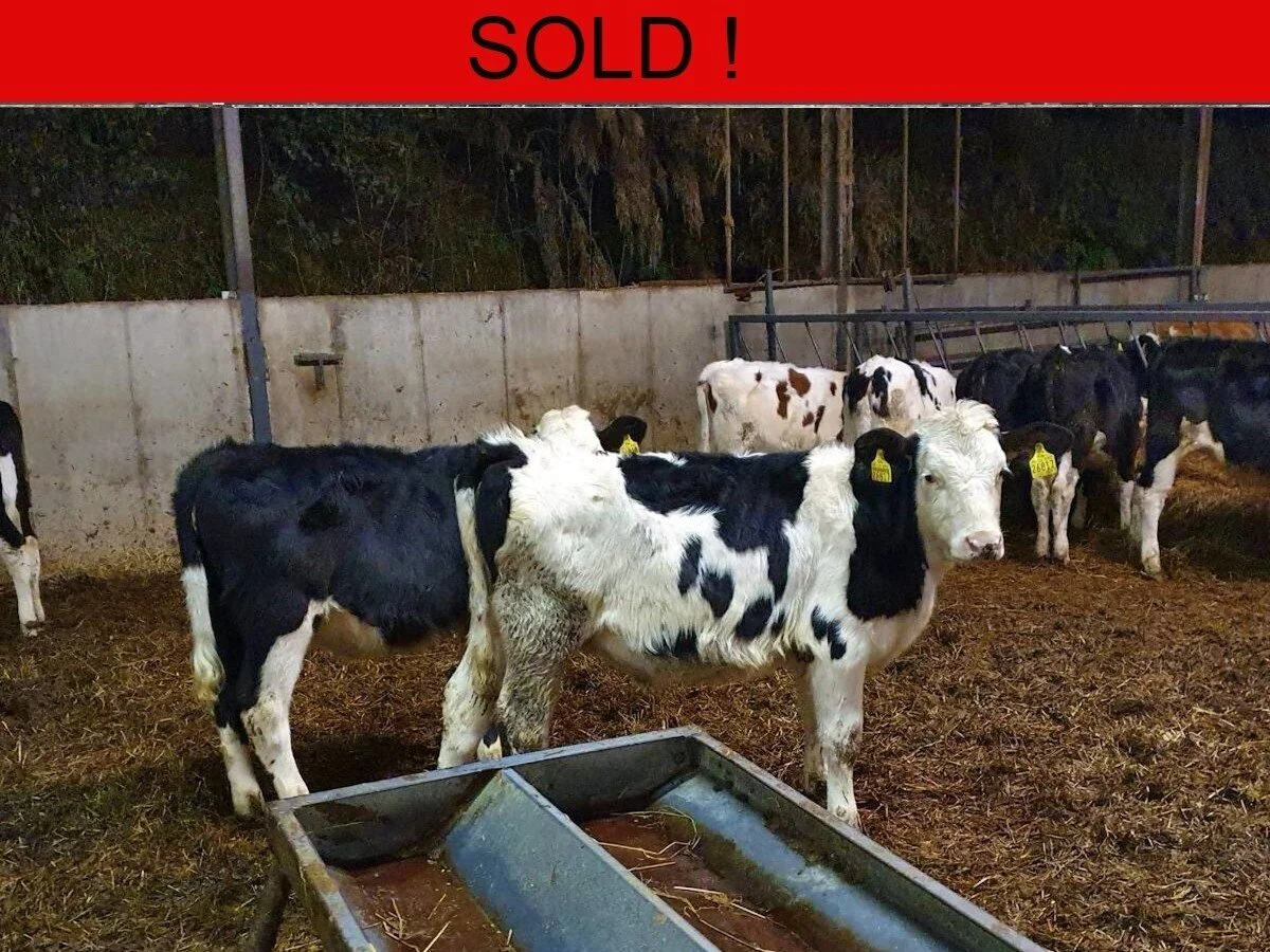 Twelve Fleckvieh Cross Heifers 