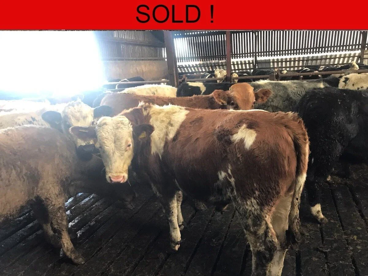 Thirty Continentals Bull Weanlings 