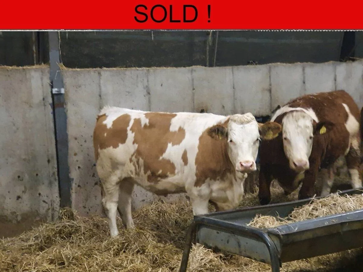 Fourteen Fleckvieh Bullers 