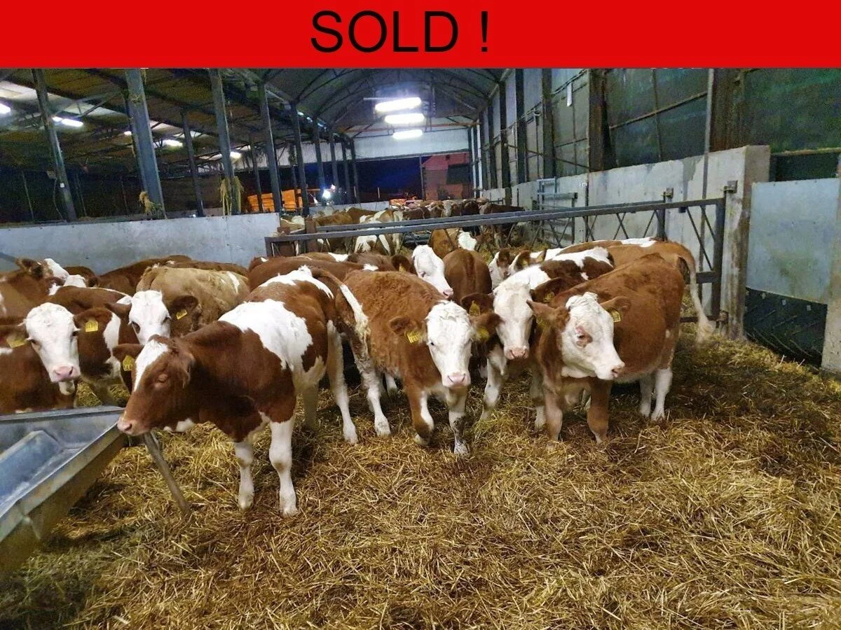 Forty Fleckvieh Simmental Heifers