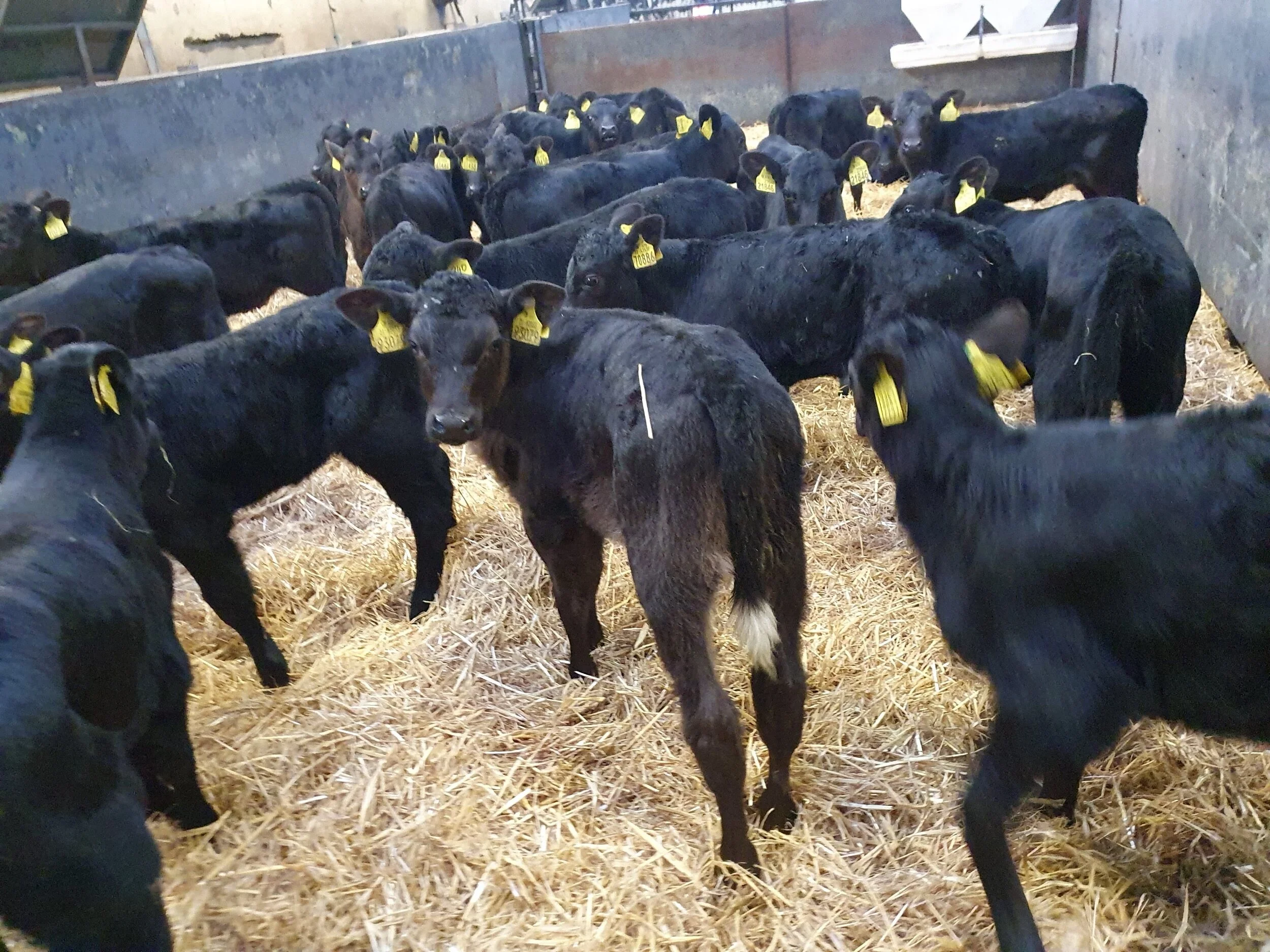 30 Aberdeen Angus heifers