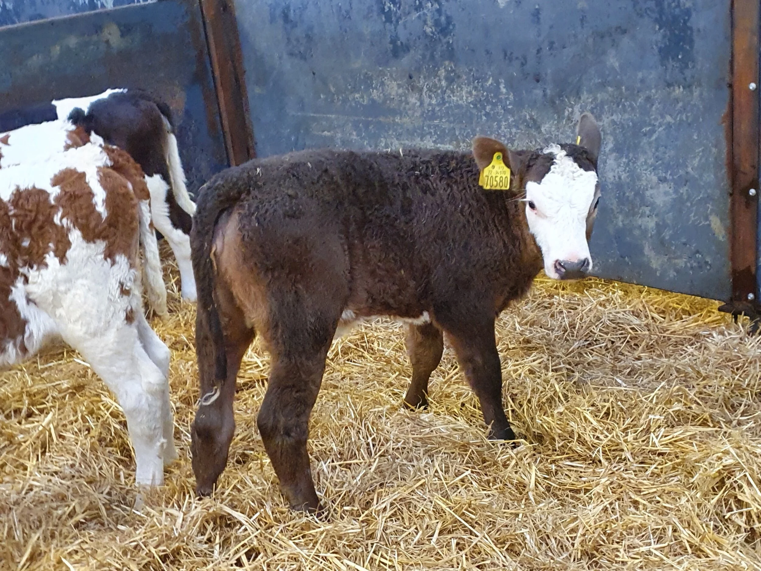 15 Simmential heifers for sale