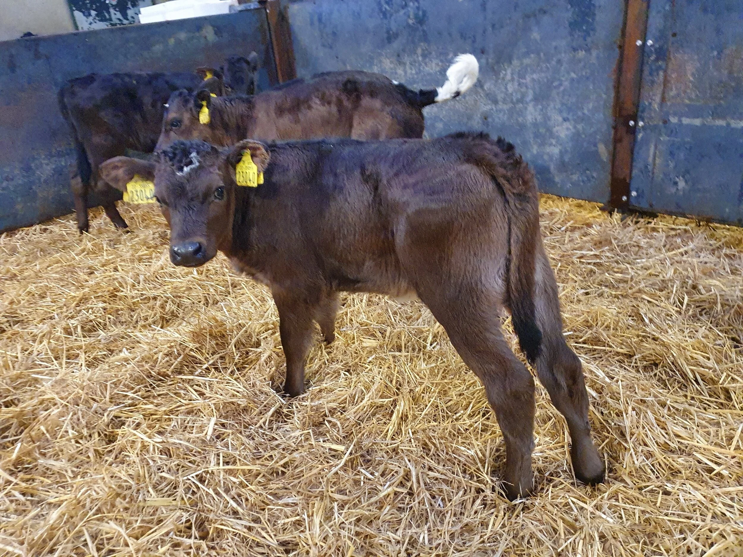 15 Aubrac heifer calves