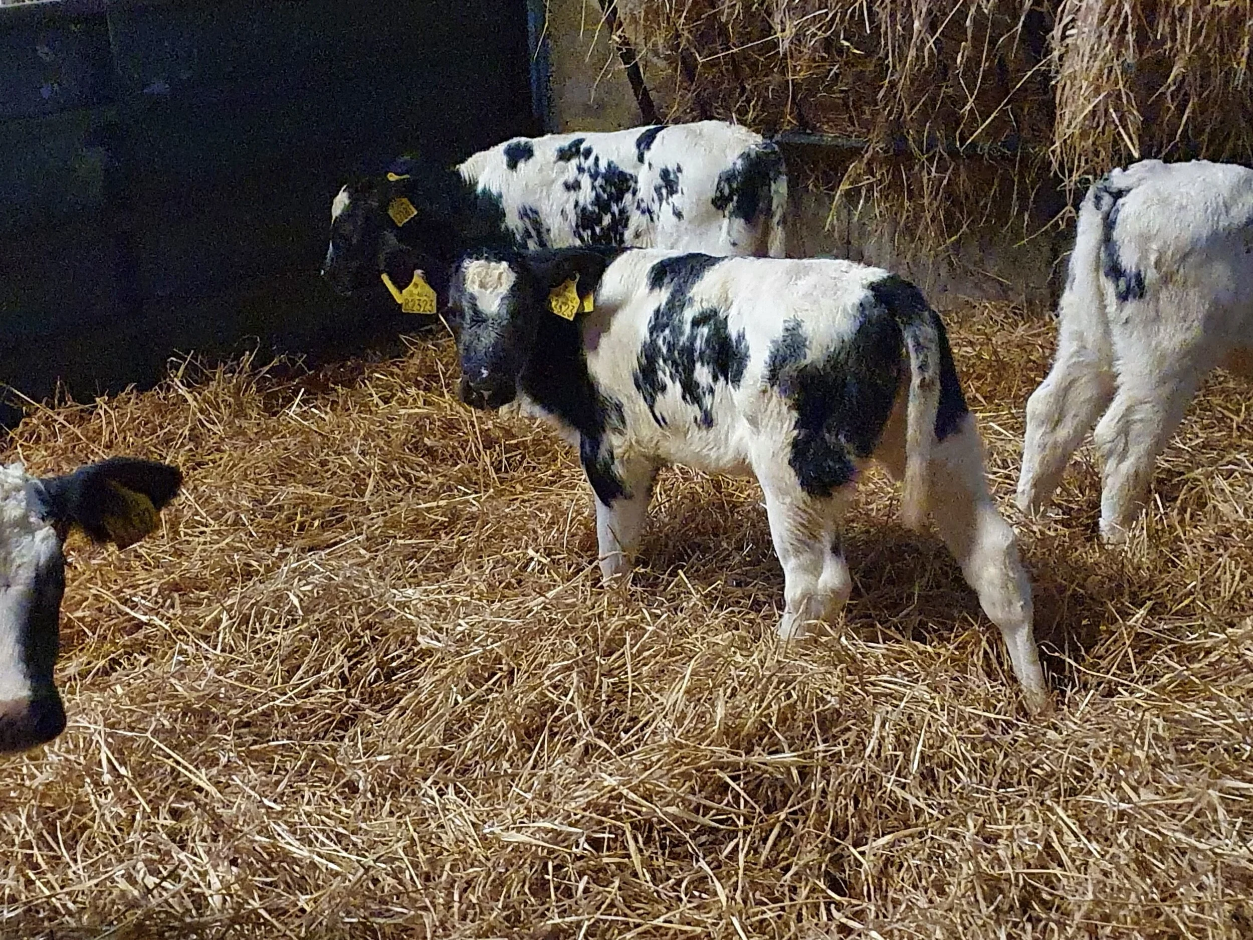 5 Belgian blue heifers