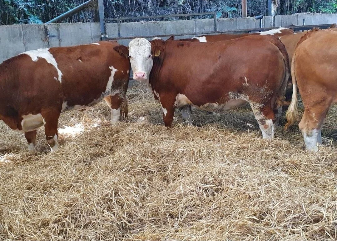 100 Fleckvieh Maiden heifers
