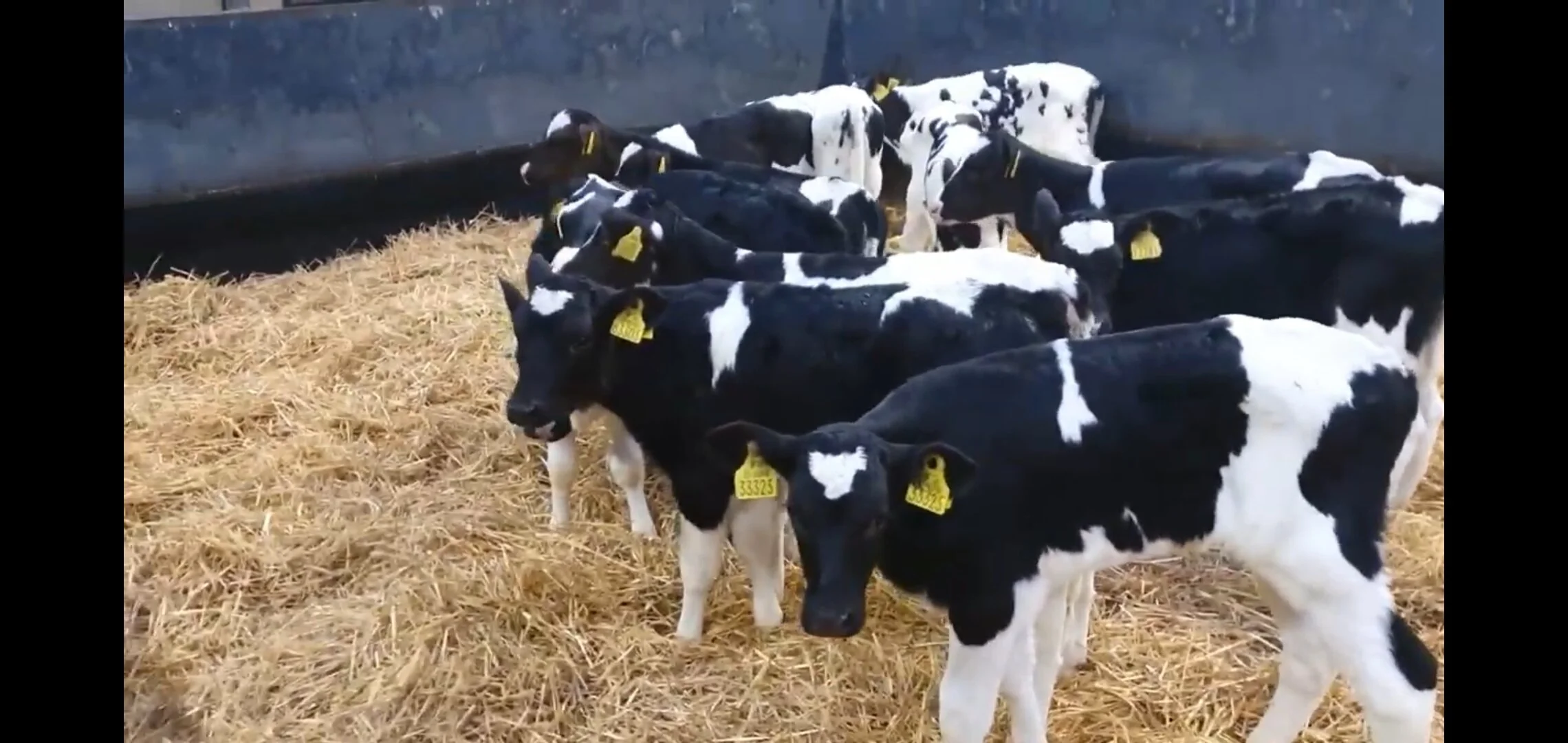 15 Friesian heifers calves