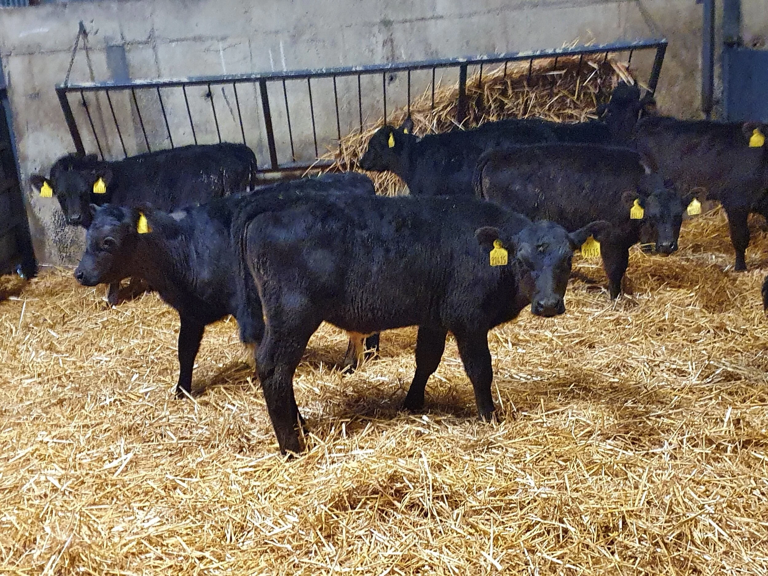 9 Aberdeen Angus  calves