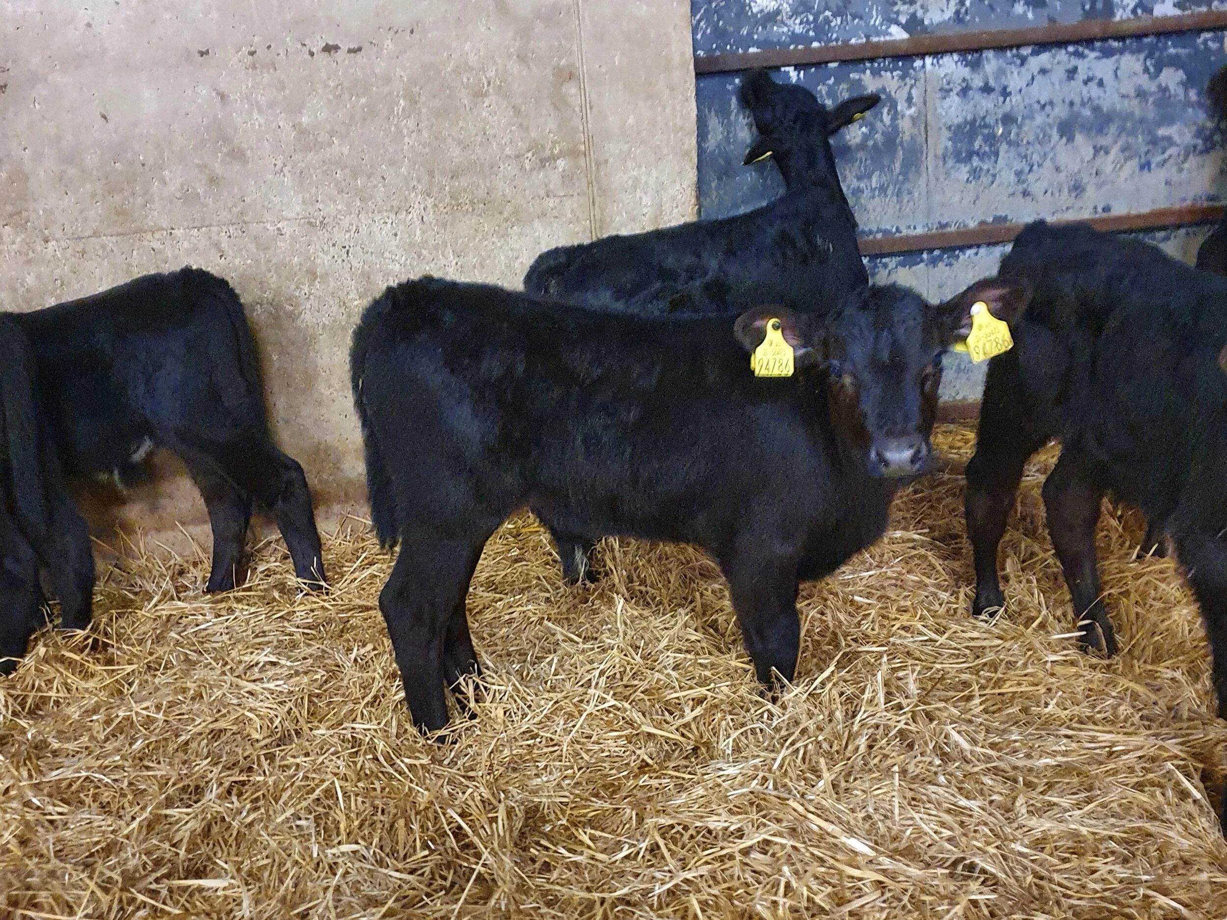 25 Proper Aberdeen Angus bull calves