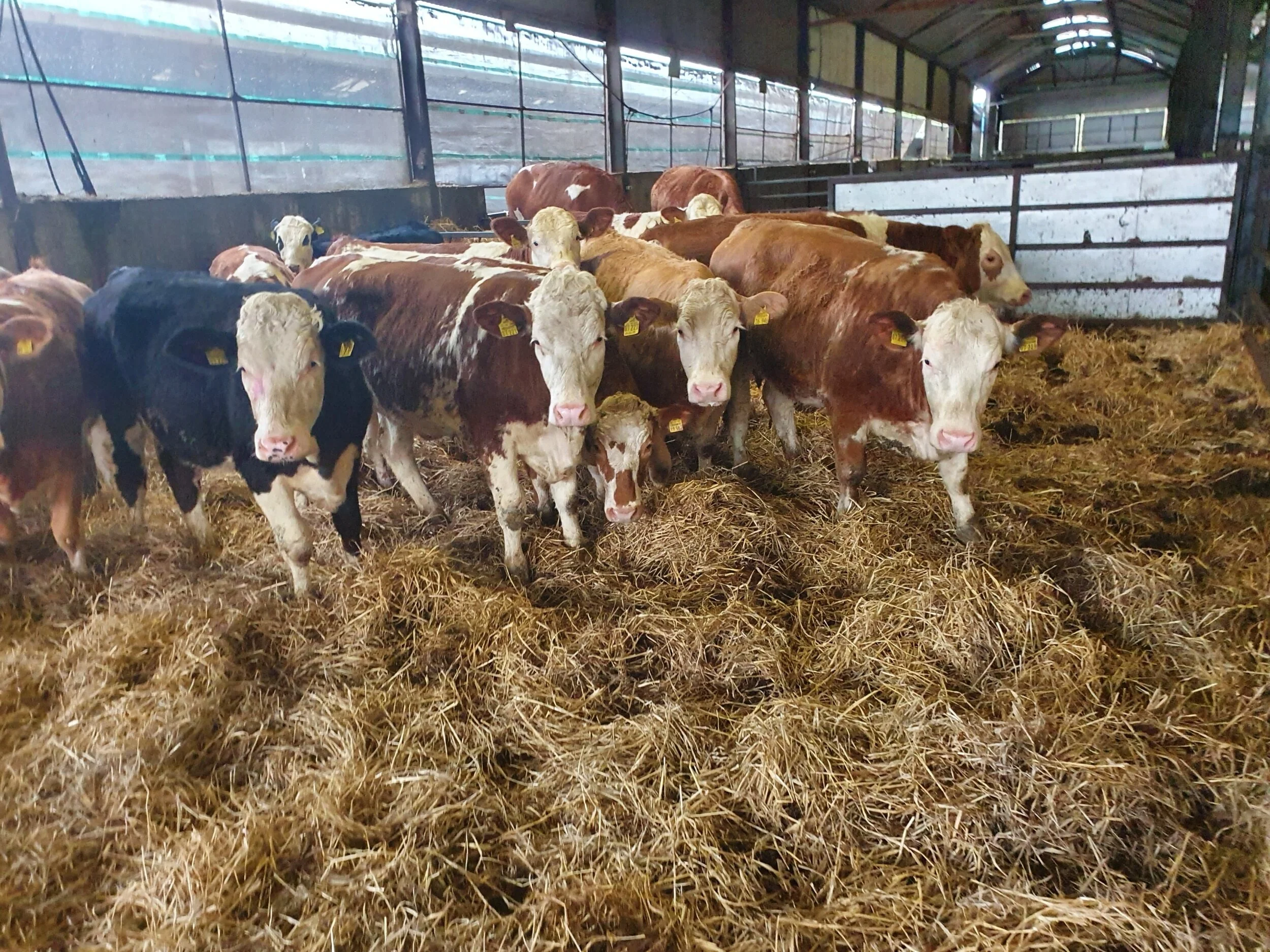 13 Fleckvieh cross Maiden heifers