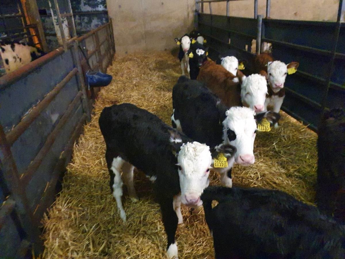 10 Hereford Bull Calves