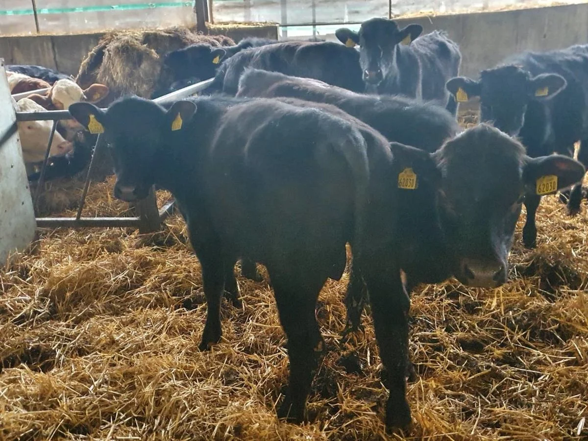 15 Aberdeen Angus Bull Weanlings