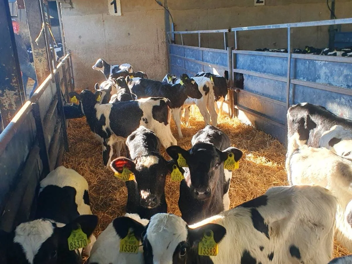 17 Irish Holstein Heifer Calves 