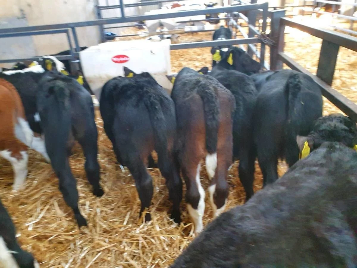 12 OUTSTANDING BULL CALVES