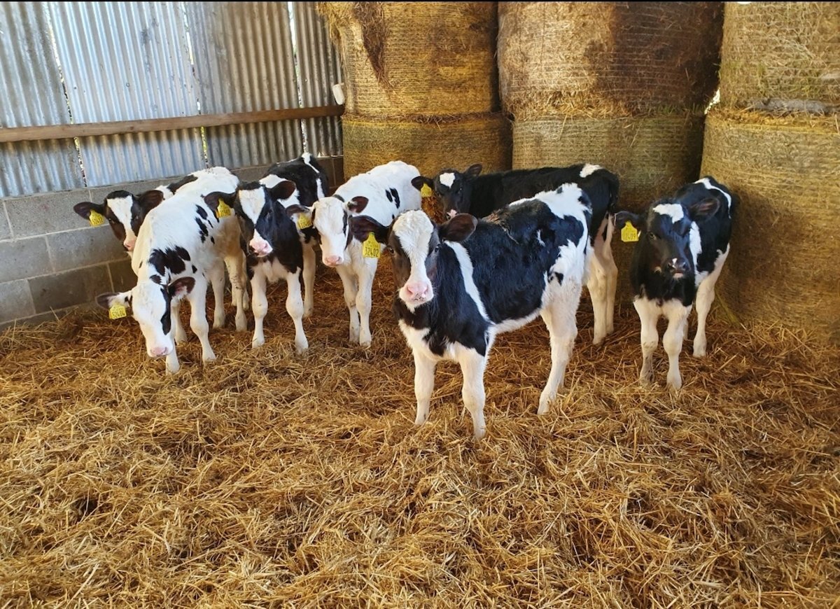 70 GERMAN HOLSTEIN HEIFERS CALVES